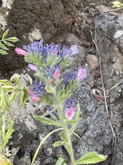 Echium judaeum