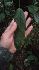 Philodendron missionum