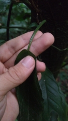 Philodendron missionum