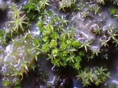 Bryum barnesii