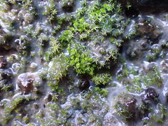 Bryum barnesii