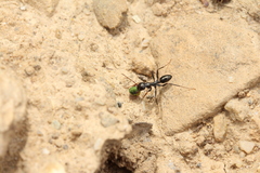 Cataglyphis piliscapa