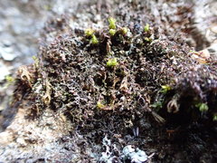Frullania californica