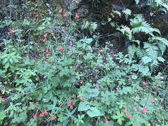 Delphinium nudicaule