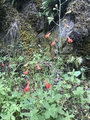 Delphinium nudicaule