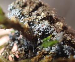 Fuscopannaria cyanolepra