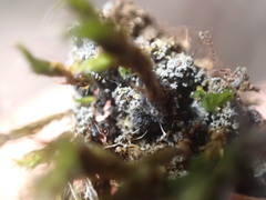 Fuscopannaria cyanolepra