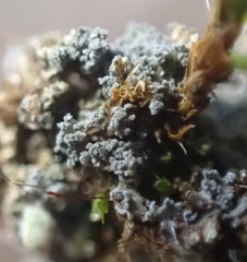 Fuscopannaria cyanolepra