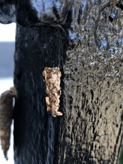 Liothula omnivora