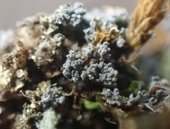 Fuscopannaria cyanolepra