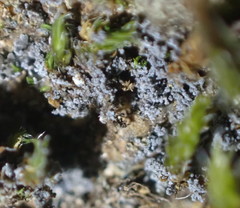 Fuscopannaria cyanolepra