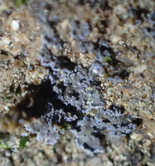 Fuscopannaria cyanolepra