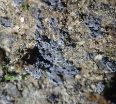 Fuscopannaria cyanolepra