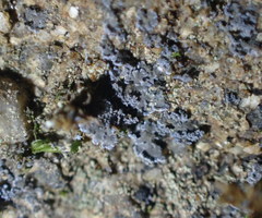 Fuscopannaria cyanolepra