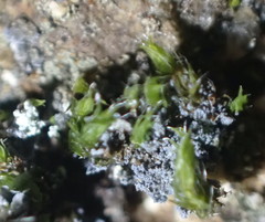 Fuscopannaria cyanolepra