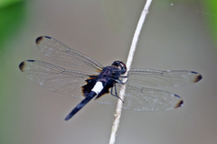 Pseudothemis zonata