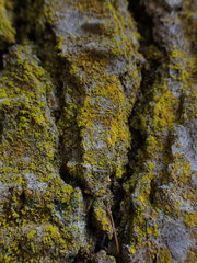 Chrysothrix granulosa