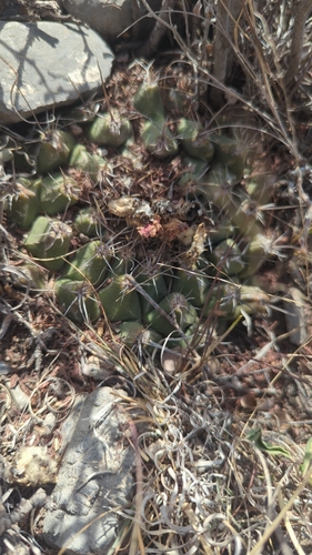 Thelocactus buekii