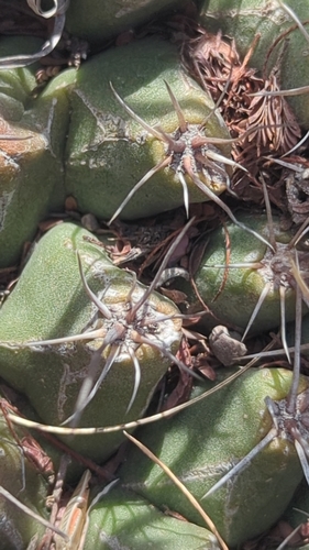 Thelocactus buekii
