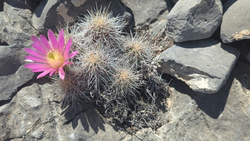 Echinocereus parkeri