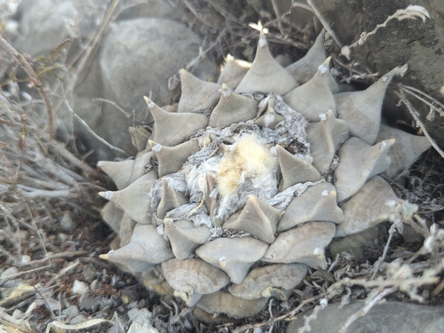Ariocarpus retusus