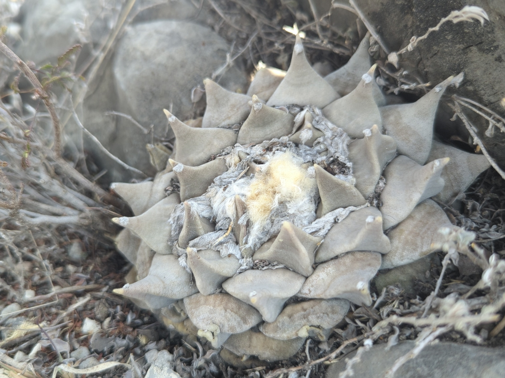 Ariocarpus retusus