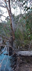 Eucalyptus baxteri
