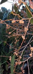 Eucalyptus baxteri