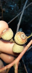 Eucalyptus baxteri