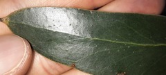 Eucalyptus baxteri