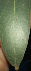 Eucalyptus baxteri
