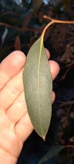 Eucalyptus baxteri
