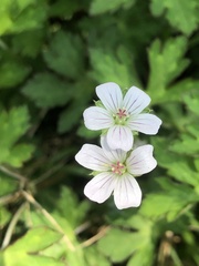 Geranium nepalense
