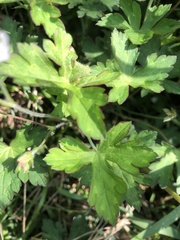 Geranium nepalense