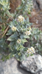 Fendlerella lasiopetala