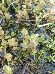 Bacopa caroliniana image