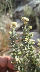 Fendlerella lasiopetala