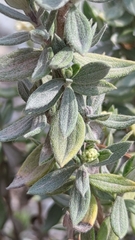 Fendlerella lasiopetala