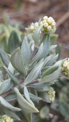 Fendlerella lasiopetala