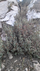 Fendlerella lasiopetala