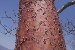 Bursera morelensis