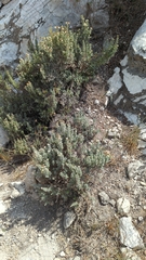 Fendlerella lasiopetala