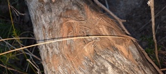 Eucalyptus baxteri