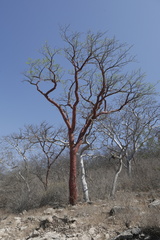 Bursera morelensis