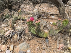 Opuntia polyacantha juniperina