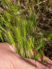 Hordeum marinum