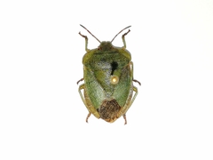 Palomena viridissima