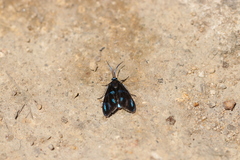 Clelea sapphirina