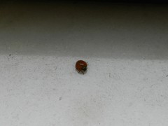 Harmonia axyridis