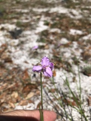 Callisia ornata